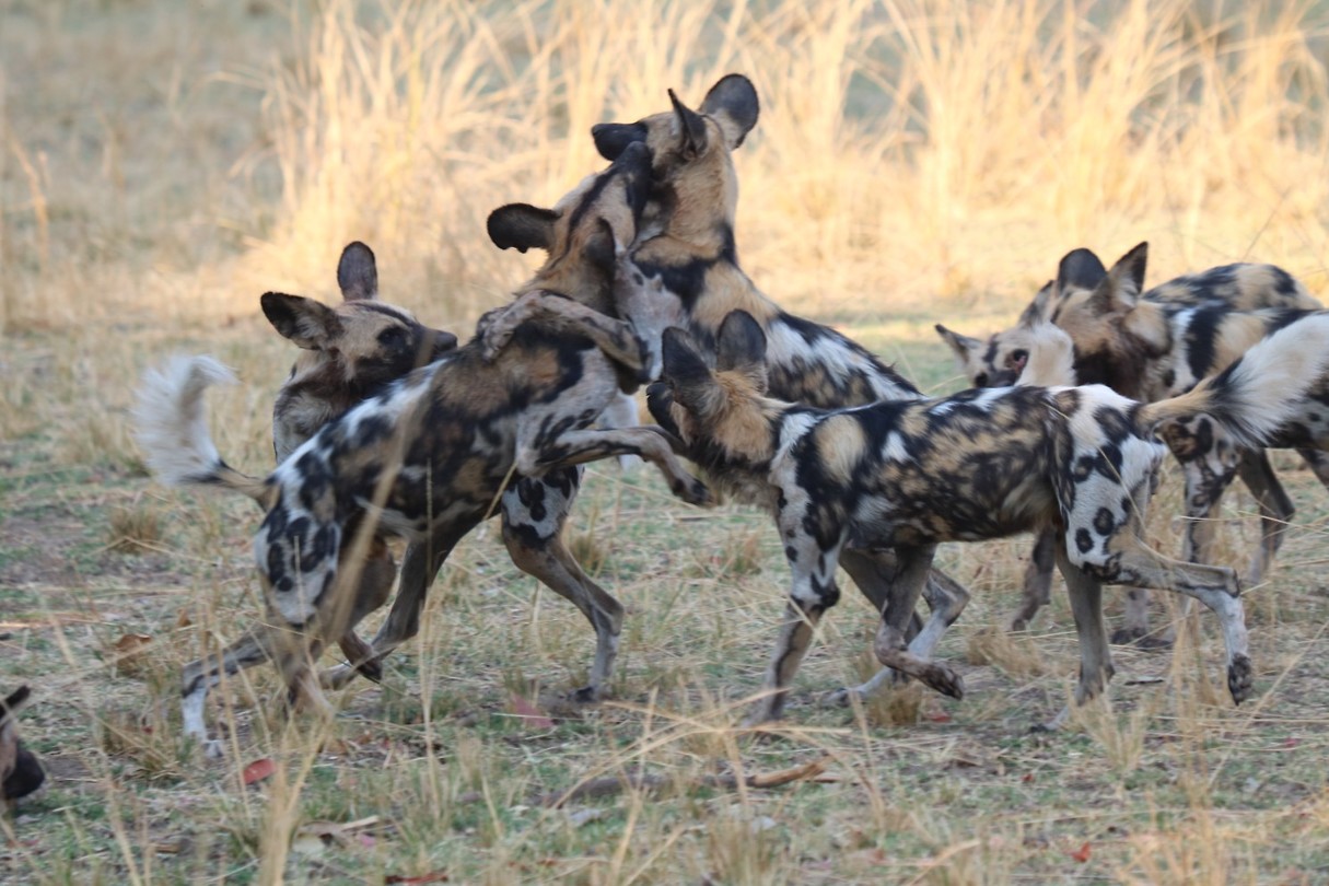 Afrikaanse wilde honden - South Luangwa