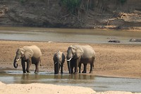 South Luangwa