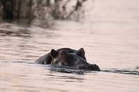 Nijlpaard - Lower Zambezi