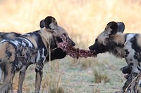 Afrikaanse wilde honden - South Luangwa
