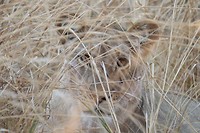 Leeuw - South Luangwa