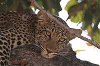 Luipaard - South Luangwa