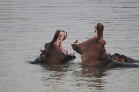 Nijlpaarden - South Luangwa