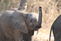 Olifant - South Luangwa