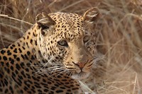 Luipaard - South Luangwa