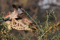Giraf - South Luangwa