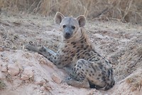 Hyena - South Luangwa