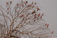 South Luangwa wandelsafari - Carmine bee-eater