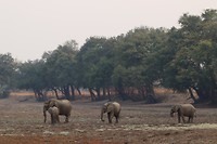 South Luangwa wandelsafari