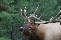 Wapiti