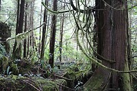 Pacific Rim National Park