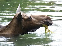 Moose Lake