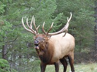 Wapiti