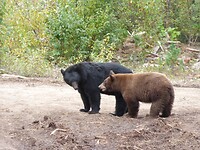 Black bears