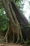 Ta Prohm tempel