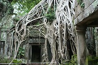Ta Prohm tempel