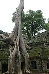 Ta Prohm tempel