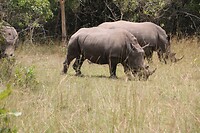 Ziwa Rhino Sanctuary