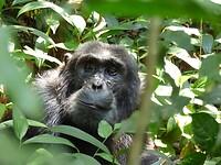 Chimpanseetrekking