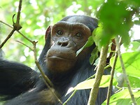 Chimpanseetrekking