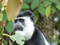 Bigodi Wetland Sanctuary