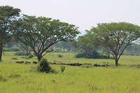 Queen Elisabeth  NP