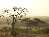 Ishasha sector Queen Elisabeth NP