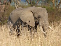 Ishasha sector Queen Elisabeth NP