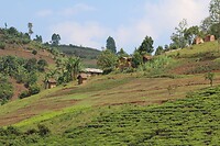 Kigezi Highlands