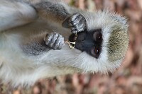 Vervet monkey Lake Mburo