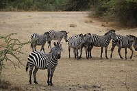 Lake Mburo NP