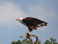 Lake Mburo  African Fish Eagle