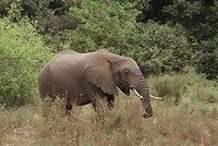 Lake Manyara NP