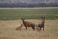 Serengeti NP