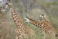 Serengeti NP