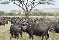 Serengeti NP