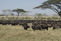 Serengeti NP