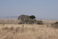 Serengeti NP
