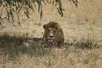 Serengeti NP