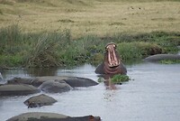 Ngorongoro krater