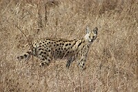 Ngorongoro krater - serval