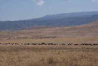 Ngorongoro krater