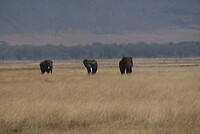 Ngorongoro krater