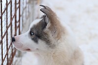 Husky puppy