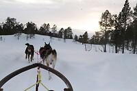 Huskytocht