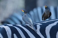 Geelsnavelossenpikkers op een zebra