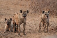 Gevlekte hyena's