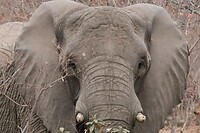 Olifant