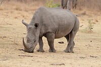 Neushoorn