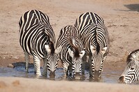 Zebra's